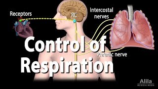 Control of Ventilation Animation [upl. by Shepperd]