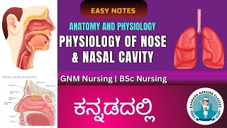 Physiology Of Nose And Nasal Cavity  Functions of Nose  Respiratory system In Kannada [upl. by Yvaht]