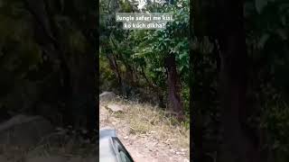 Rajaji national park jungle safari Rishikesh uttarakhand travel shorts adventure jungleview [upl. by Nnaeinahpets856]