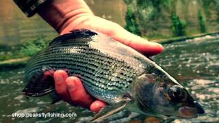 Fly Fishing  Upstream Nymphing With Perdigon Nymphs [upl. by Anilas]