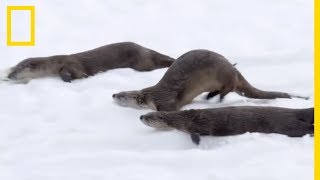 Des loutres qui jouent dans la neige [upl. by Yokoyama]