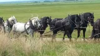 Gleichen 36 Horse and Wagon Team [upl. by Lucila509]