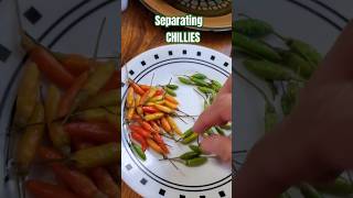 Separating chillies quotPhilAm Country Livingquot [upl. by Eastman635]