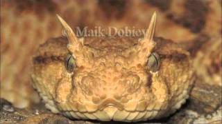 Arabian Horned Viper [upl. by Sellig312]