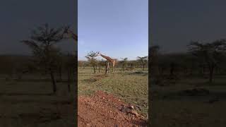 Giraffe Gourmet Dining at the Top 🦒🌳 [upl. by Ocisnarf72]