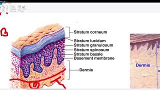 Meissner corpuscle Pacinian corpuscle Ruffini ending  Merkel disc [upl. by Eemak]