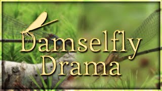 Damselfly Drama  A Damselfly Documentary [upl. by Aiciled]