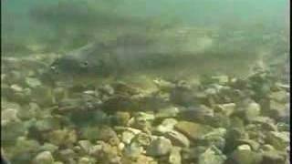 River Redhorse Sucker Spawning [upl. by Cleopatre]