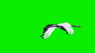 HD green screen stork flying animated [upl. by Arema]