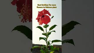 MORR FLOWERS FOR HIBISCUS PLANT CARE TIPS  hibiscus PLANTS shorts [upl. by Barn946]