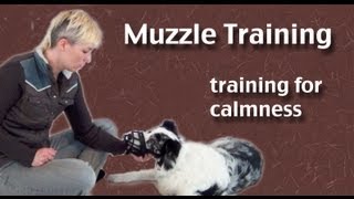 Teach your dog to wear a muzzle [upl. by Naval]