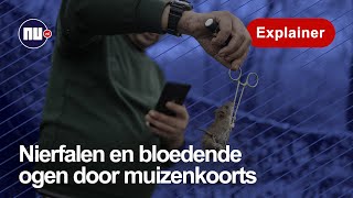 Hoe ratten in loopgraven problemen veroorzaken voor soldaten in Oekraïne  NUnl  Explainer [upl. by Beaner]