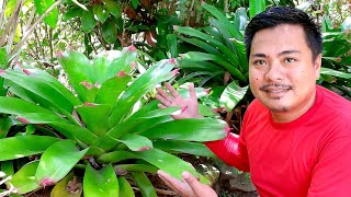 BROMELIAD PLANT CARE  bromeliad care tips  giant bromeliad  house plants [upl. by Ezalb172]