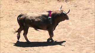 2º Encierro de toros IV Toro a Cajon El Molar 11052024 [upl. by Nawuj]