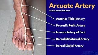 Dorsalis Pedis Artery 33  Arcuate Artery of Foot  The Charsi of Medical Literature [upl. by Cairistiona867]