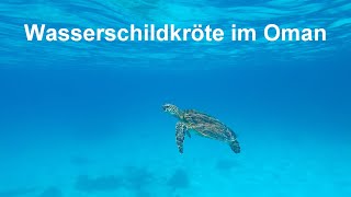 Schnorcheln mit WasserschildkrÃ¶te im Oman [upl. by Eruot]