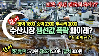 생선값 폭락 미친가격 왜이래 가락동수산시장 활어 선어 동반 폭락 무슨일이 방어 1800원 감숭어 2300원 부시리 2000원 무늬오징어 생물오징어 전국 최저가 [upl. by Bengt]