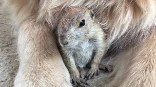 Prairie dog Popcorn spends time with golden retriever [upl. by Slyke]