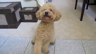 Super smart poodle BB More Tricks v3聰明的紅貴賓 [upl. by Eilsehc]