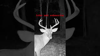 Deer Season 2024 What you looking at whitetaildeer trailcamera wildlife [upl. by Ahsille]