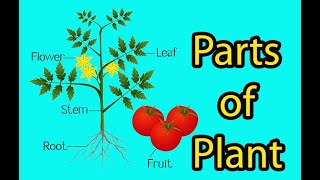 Parts of Plants Science for kids [upl. by Gusta]