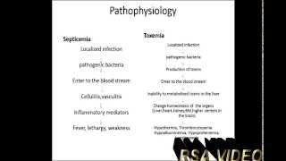 Septicemia and Toxemia in cattle clinical signsdiagnosistreatment [upl. by Otis64]