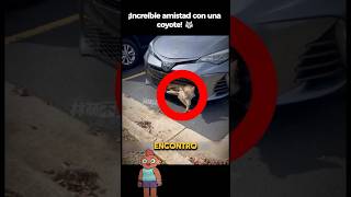 ¡Rescata a una Coyote y Ella Regresa🐺 historiasincreibles coyote rescateanimal [upl. by Erised]