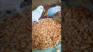 Budgies Singing amp Eating Wheat germ [upl. by Corie]