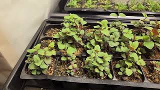 Monarda fistulosa Bee Balm growing at 4 weeks from seed [upl. by Furtek797]