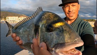 montage spécial du bibi peche dorade à Sete peche en mer au vers dure rouge jumbo mouron chalut [upl. by Fleeman]