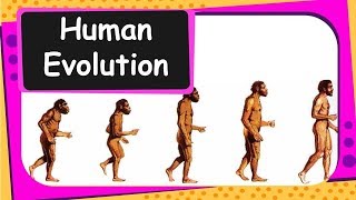 Biology  Human Evolution  Heredity and Evolution  Part 13  English [upl. by Odilo]