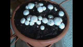 Agaricus Bisporus Timelapse [upl. by Etteroma]