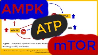 AMPK e mTOR Interação [upl. by Assitruc7]