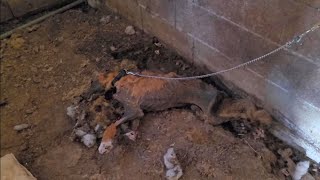 Hérault  un charnier dune dizaine d’animaux morts attachés découvert dans un refuge à Lunel [upl. by Nyrahtak]