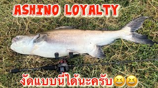 Ashino Loyalty มีดีนะเนี่ยราคาแค่นี้😆 [upl. by Milurd]