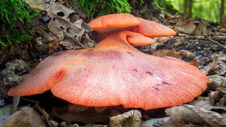 Lingua di bue o fungo bistecca Fistulina hepatica [upl. by Neisa]