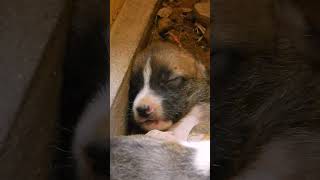 Abandoned dogs and puppies In the temple puppy cat newborn abandonedanimals animals doglover [upl. by Etz]