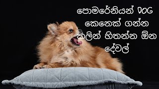 ŕ¶´ŕ·śŕ¶¸ŕ¶»ŕ·šŕ¶±ŕ·’ŕ¶şŕ¶±ŕ·Š ŕ¶šŕ·™ŕ¶±ŕ·™ŕ¶šŕ·Š ŕ¶śŕ¶±ŕ·Šŕ¶± ŕ¶šŕ¶˝ŕ·’ŕ¶±ŕ·Š ŕ·„ŕ·’ŕ¶­ŕ¶±ŕ·Šŕ¶± ŕ¶•ŕ¶± ŕ¶Żŕ·™ŕ·€ŕ¶˝ŕ·Š  pomeranian dog sinhala [upl. by Files203]