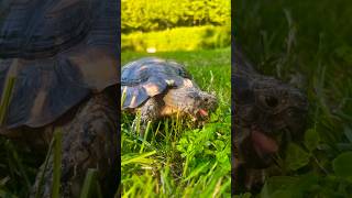 Marginated Tortoise🐢🐢LOVES EATING WEEDS 🌱🌱🌱🌱🌱tortoise shorts [upl. by Odlamur239]