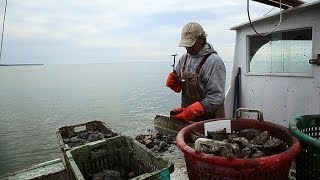 Chesapeake Can Oysters Save the Bay [upl. by Maitund]