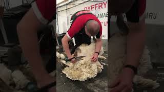 Sheep shearing with a blade  youtubeshorts sheep farming wool skills [upl. by Sandor]