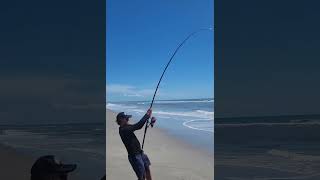 Unexpected catch of a protected species at Cocoa Beach Dehooked and released quickly Tight lines [upl. by Anitnuahs]