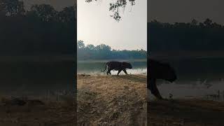 Bandhavgarh tiger reserve khitouli zone tiger 🐯 sighting bandhavgarhnationalpark [upl. by Ceil]