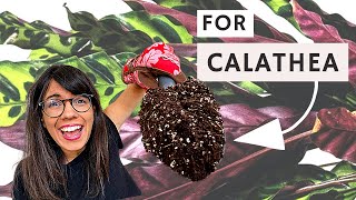 Repotting Calathea The Right Way 😎 [upl. by Gertruda933]