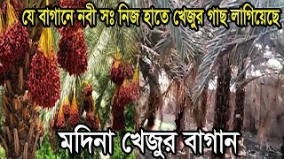 যে বাগানে নবী কারীম সঃ নিজ হাতে খেজুর গাছ লাগিয়েছে modina khejur garden [upl. by Ennirroc]