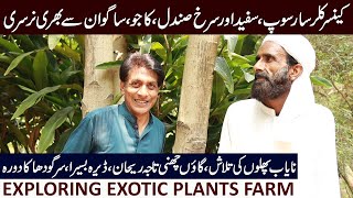 Exotic Plants Farm Near Sialmore Interchange M2 District Sargodha [upl. by Shu]