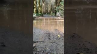 Puddle fun jeep britishcolumbia 4wd247 mud muddling jeepjl [upl. by Argela]