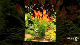 Kniphofia  garden plants [upl. by Lertsek]