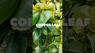 Coppelleaf plants copperleaf garden firstinfield decoration [upl. by Norrehs868]