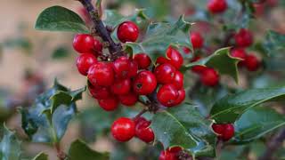 A Focus On Holly All You Need To Know [upl. by Urita]